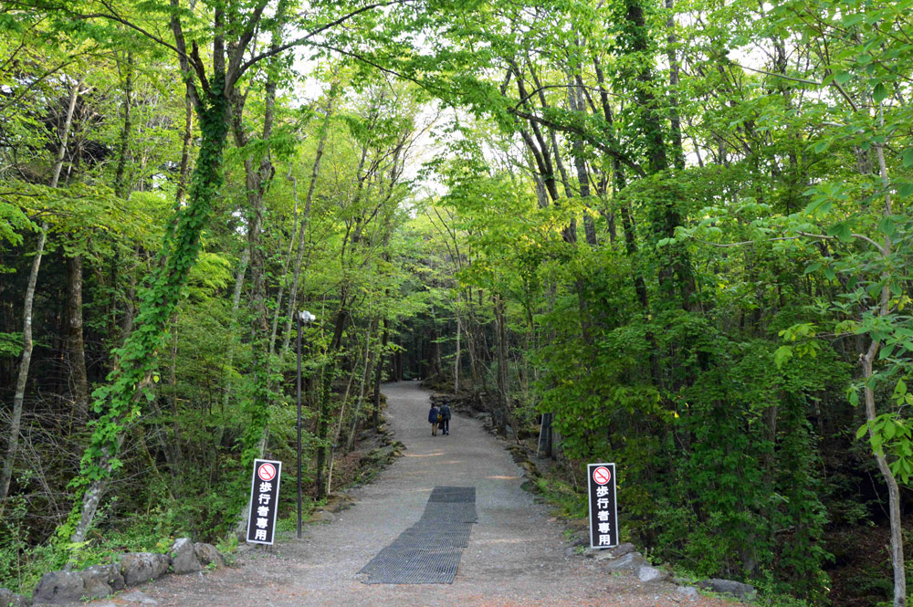 Aokigahara