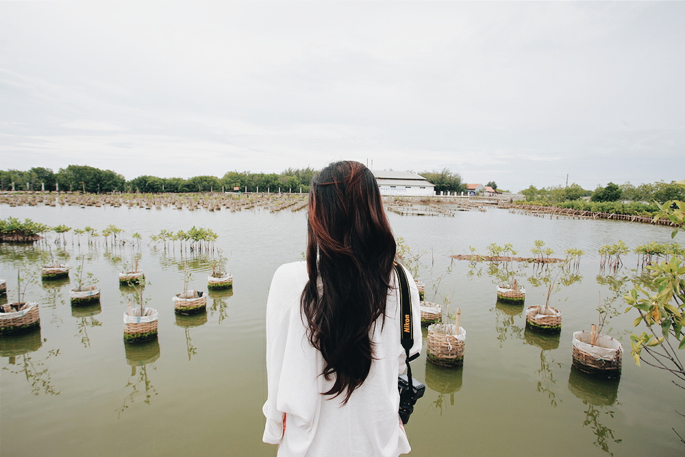 mangrove park