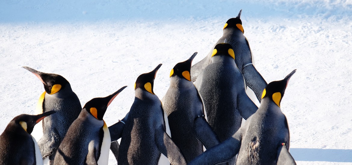asahiyama zoo penguin walk