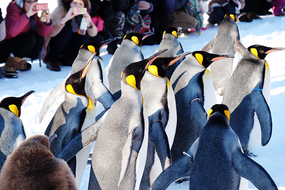 asahiyama zoo penguin walk