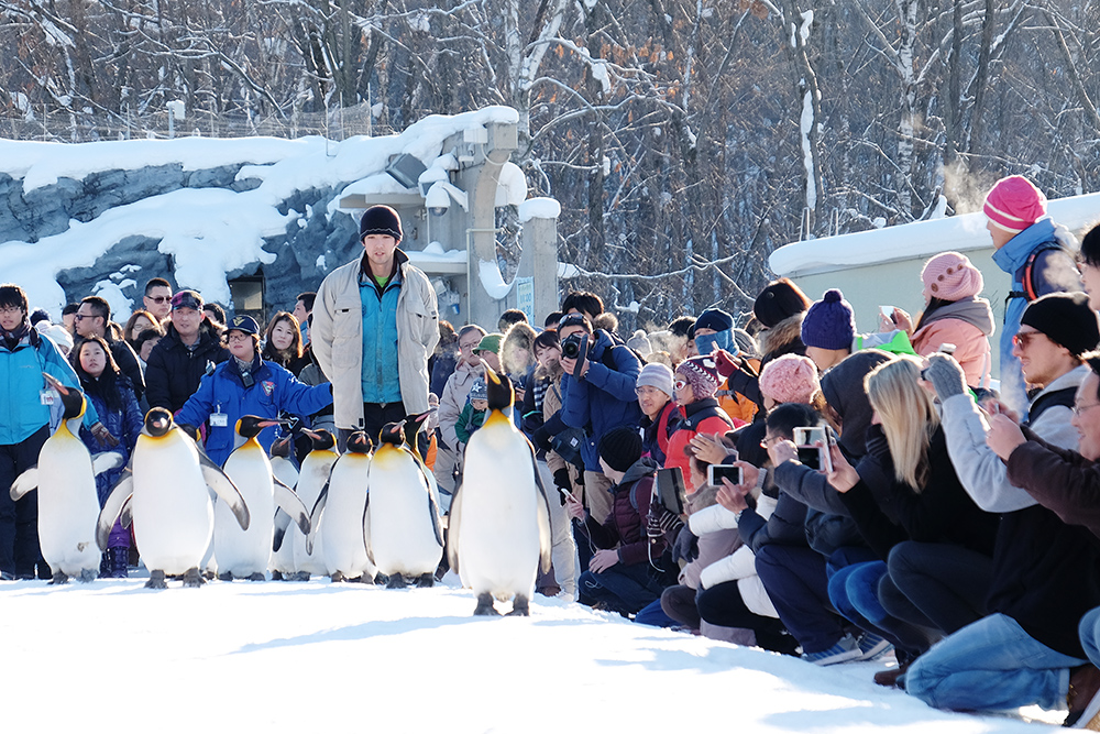 asahiyama zoo penguin walk
