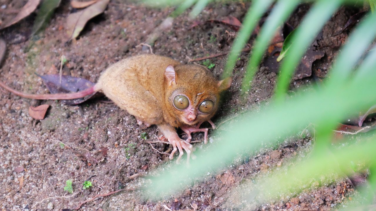 tarsius belitung