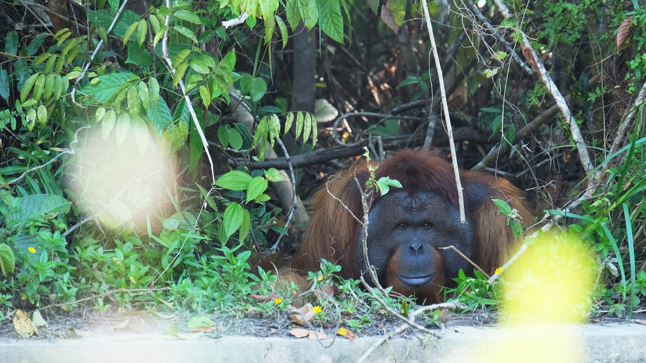 ohelterskelter.com orangutan