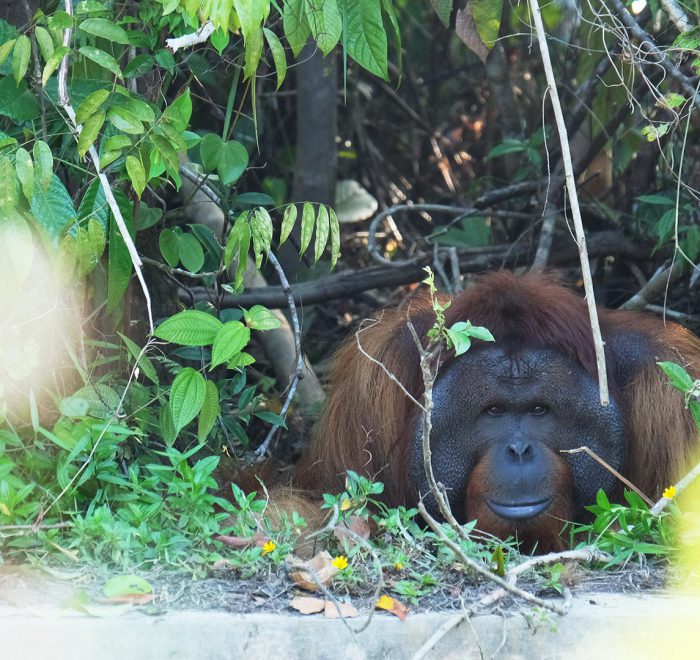 ohelterskelter.com orangutan